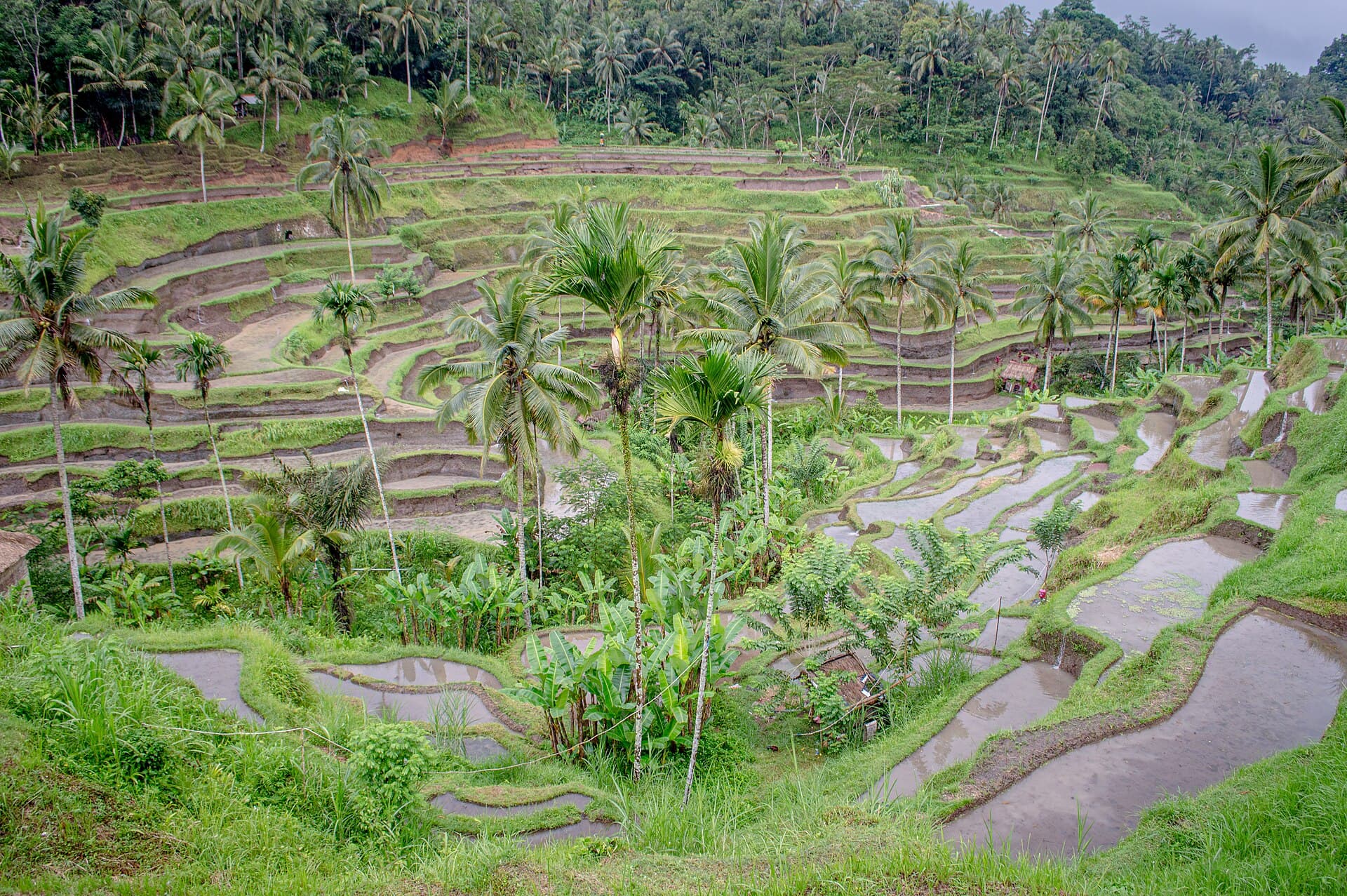 Bali